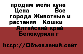 продам мейн куна › Цена ­ 15 000 - Все города Животные и растения » Кошки   . Алтайский край,Белокуриха г.